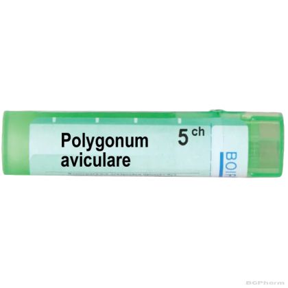 Полигонум авикуларе 5 CH Boiron | POLYGONUM AVICULARE